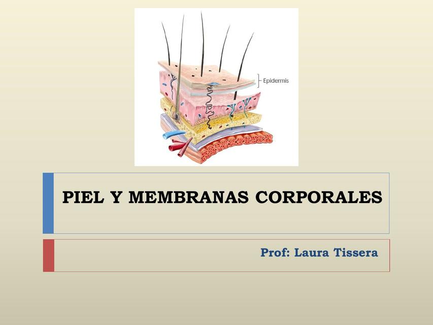 Piel y membranas