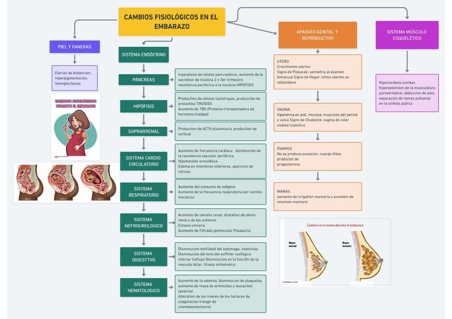 Cambios Fisiológicos En El Embarazo Stefy Aldas Udocz 