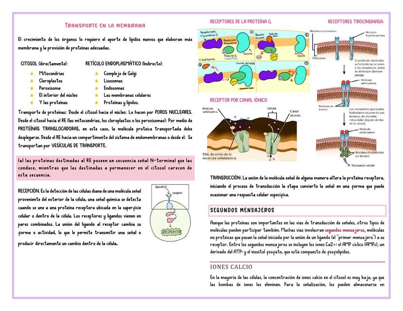 Transporte en la Membrana