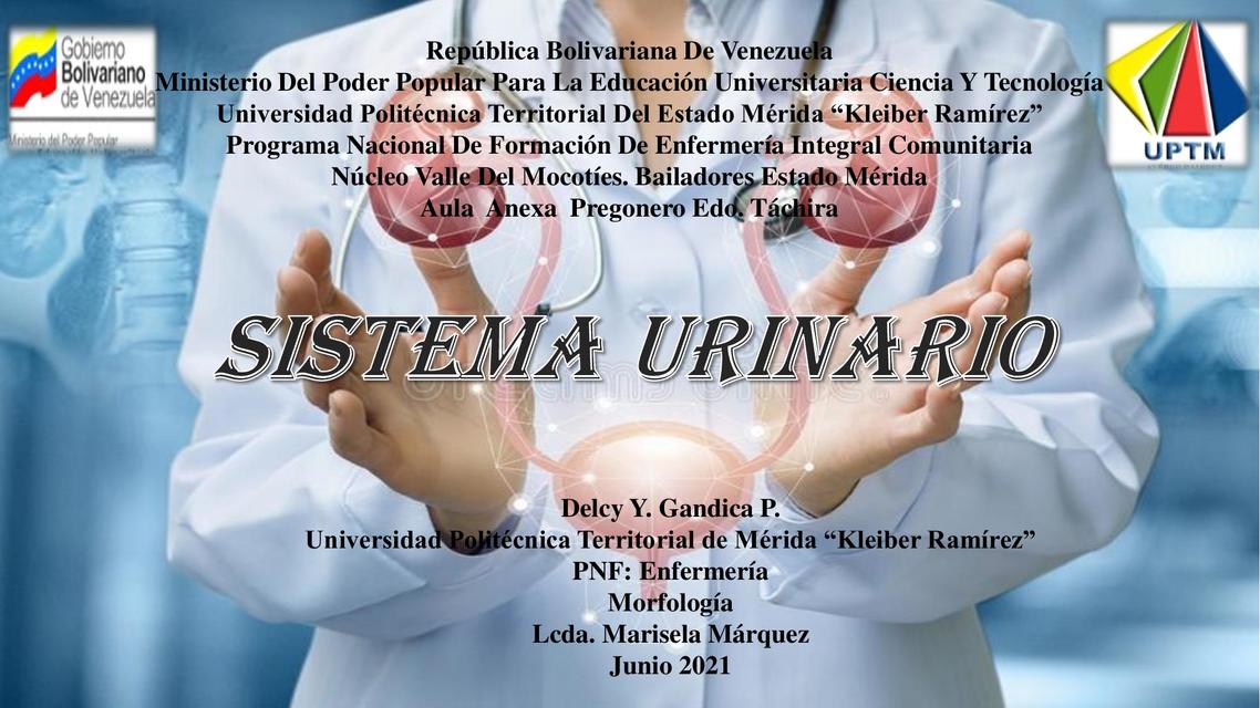 Sistema Urinario