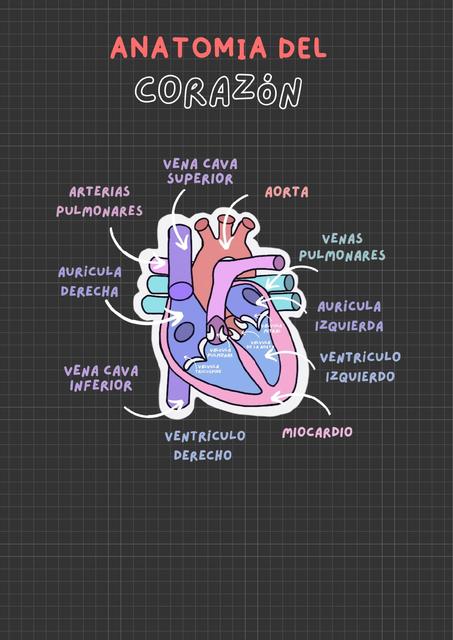 Ilustración Médica Anatomía del corazón