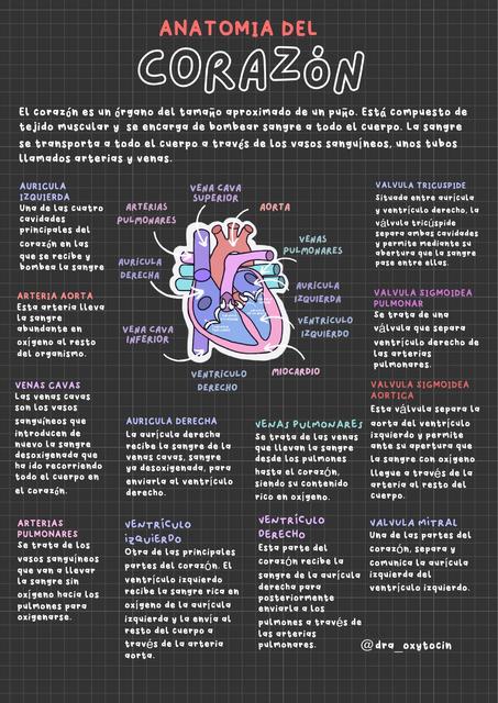 Anatomía del corazón partes del corazón