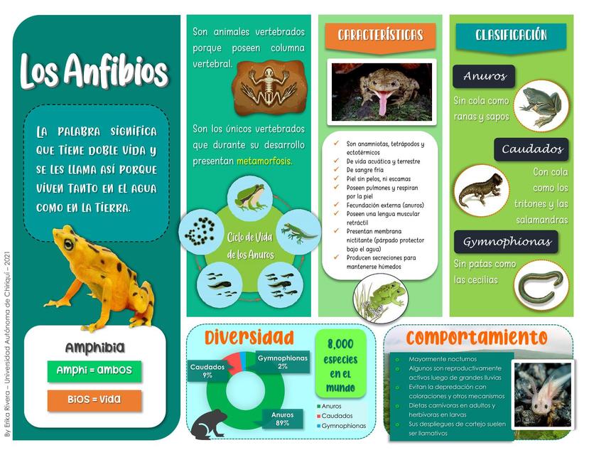 Los Anfibios