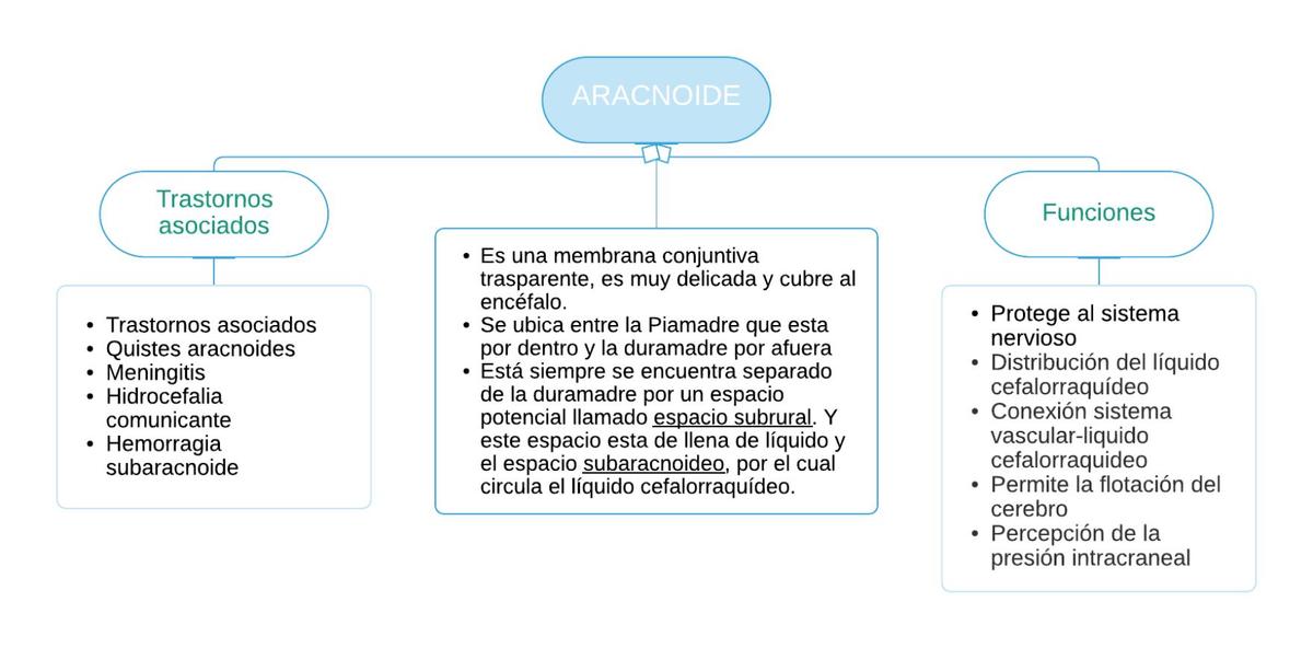 Aracnoide