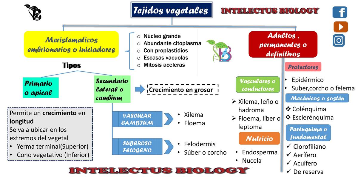 Tejidos vegetales