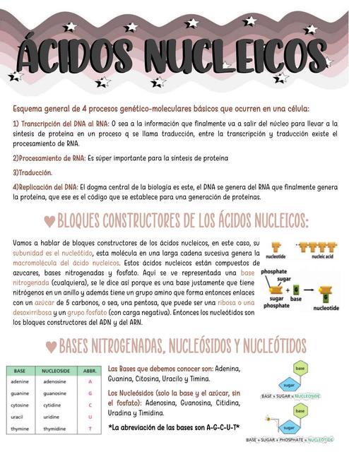 Ácidos Nucleicos