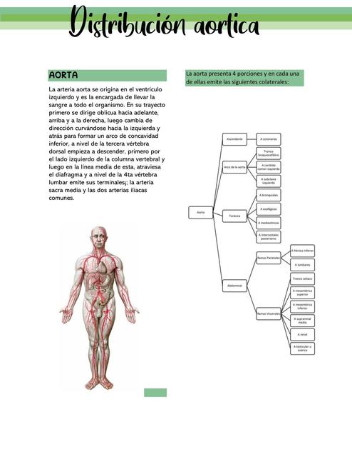 Distribución Aórtica
