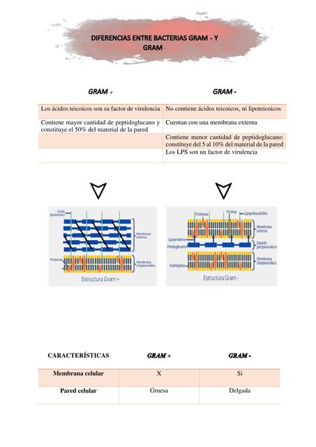 Diferencia entre Bacterias GRAM Negativas y Positivas