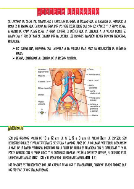 Sistema Urinario