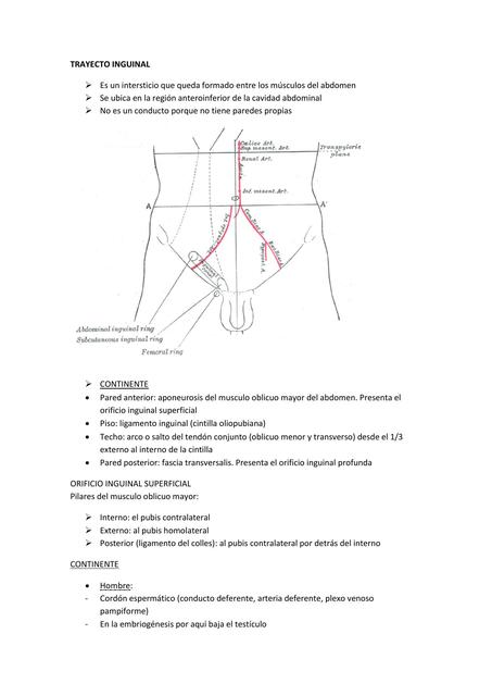 Trayecto Inguinal