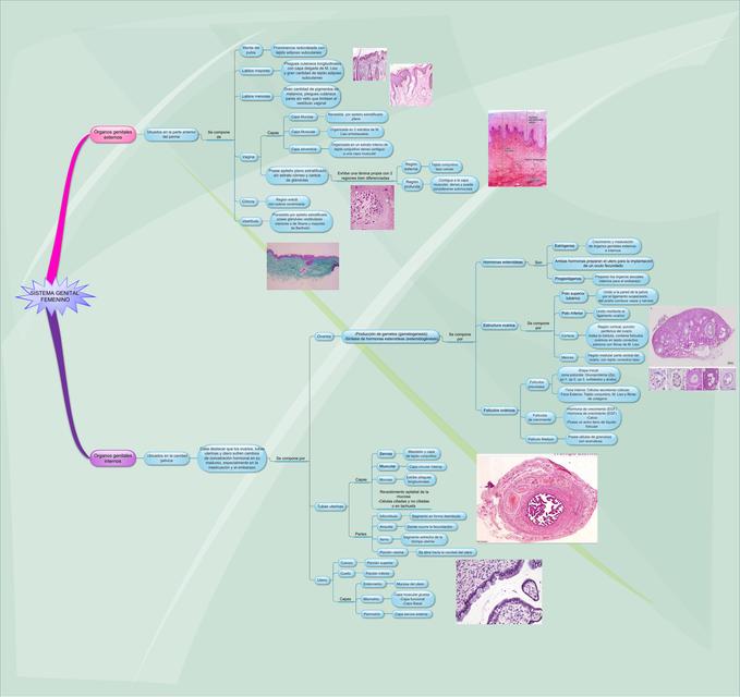 Mapa mental Sistema Genital Femenino