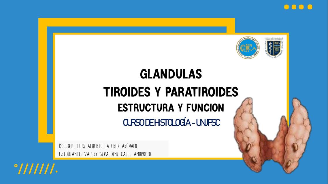 Glándula endocrina bilobulada