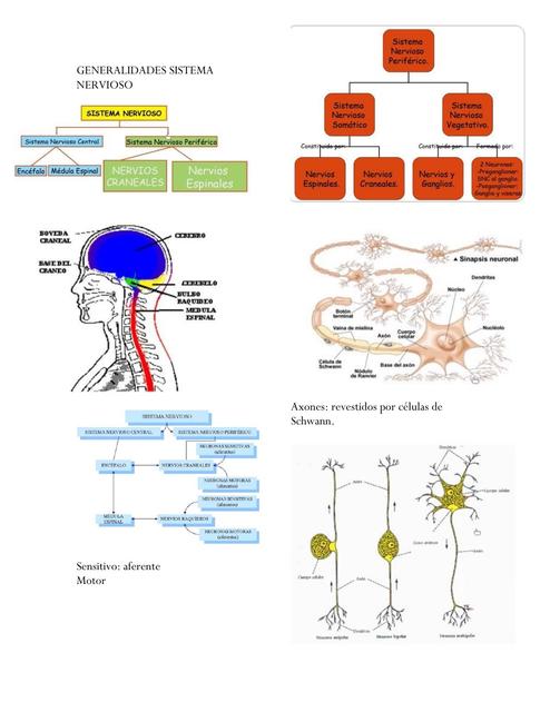 Generalidades Sistema Nervioso
