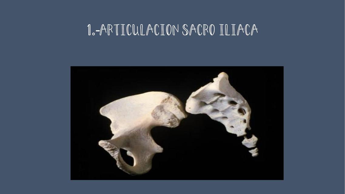 Articulación Sacro Iliaca 