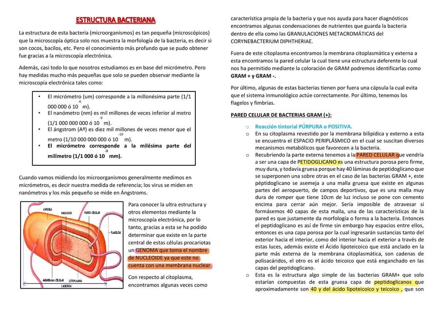 Estructura de las bacterias bacterias gram (-) y gram (+) | Hilary ...