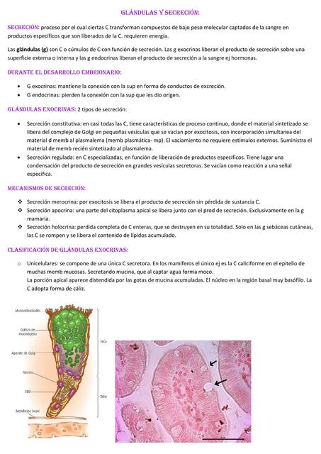 Glándulas y secreción 