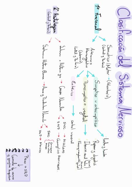 Clasificación del sistema nervioso