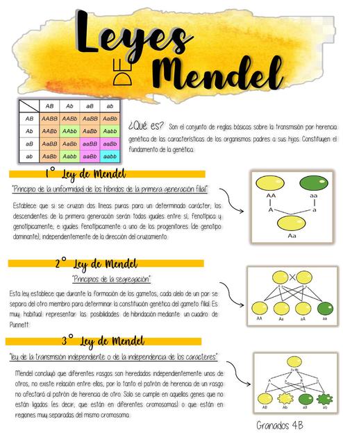 Leyes de Mendel | uDocz