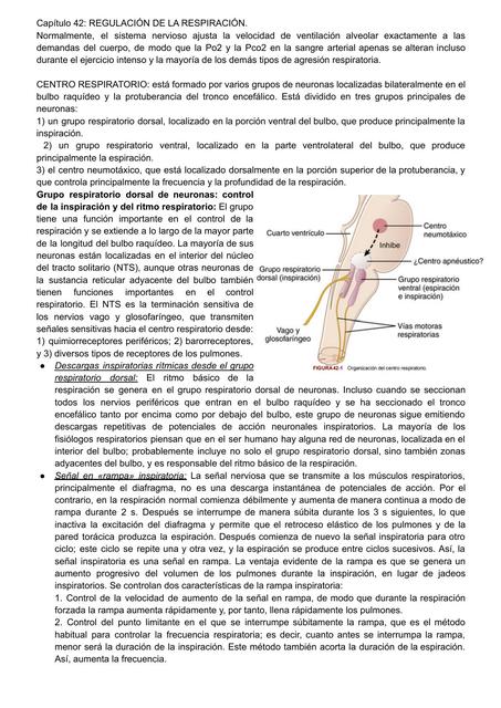 Regulación de la Respiración