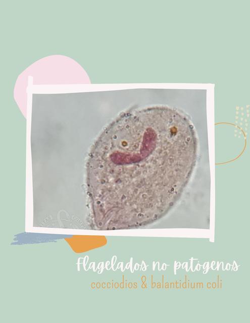 Retroalimentacion de flagelados no patógenos cocciodios y balantidium coli