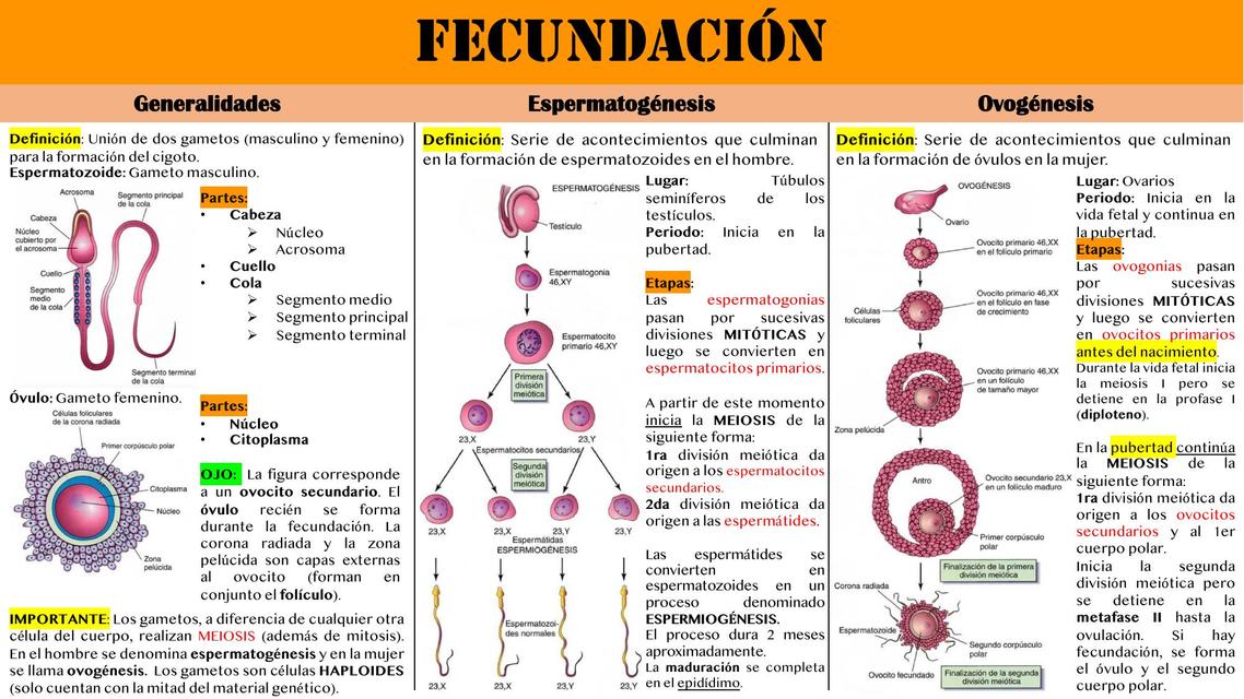 Fecundación