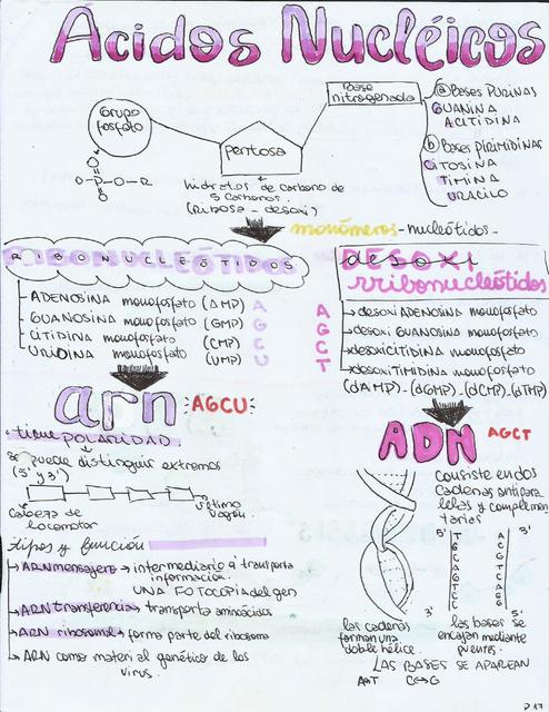 Biomoléculas - Ácidos nucleicos