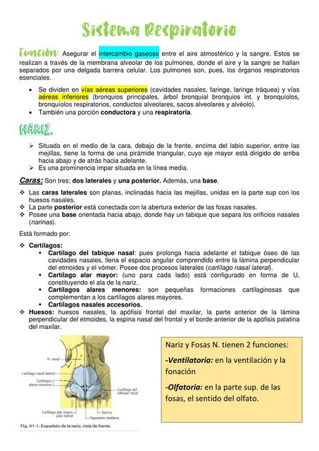 Sistema Respiratorio Vías Aéreas Auperiores