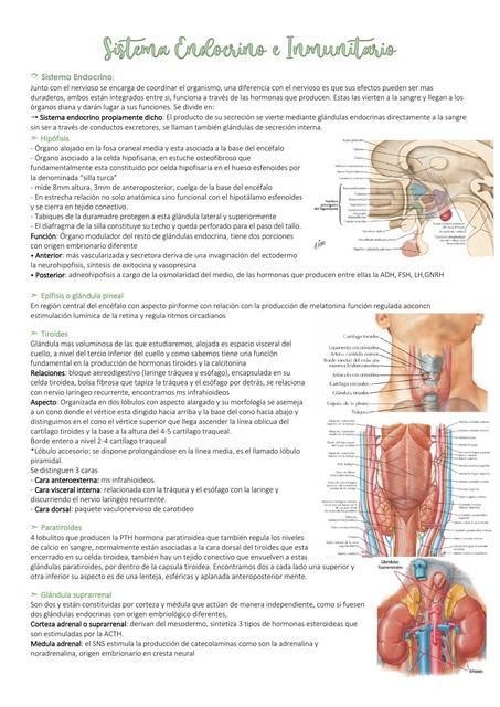 Sistema Endocrino e Inmunitario