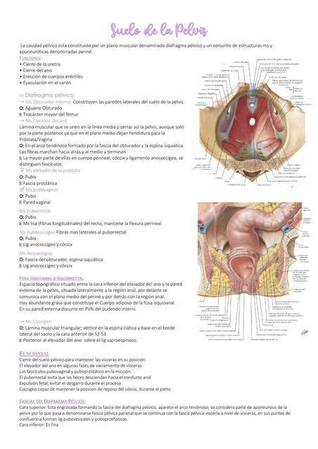 Suelo de la Pelvis