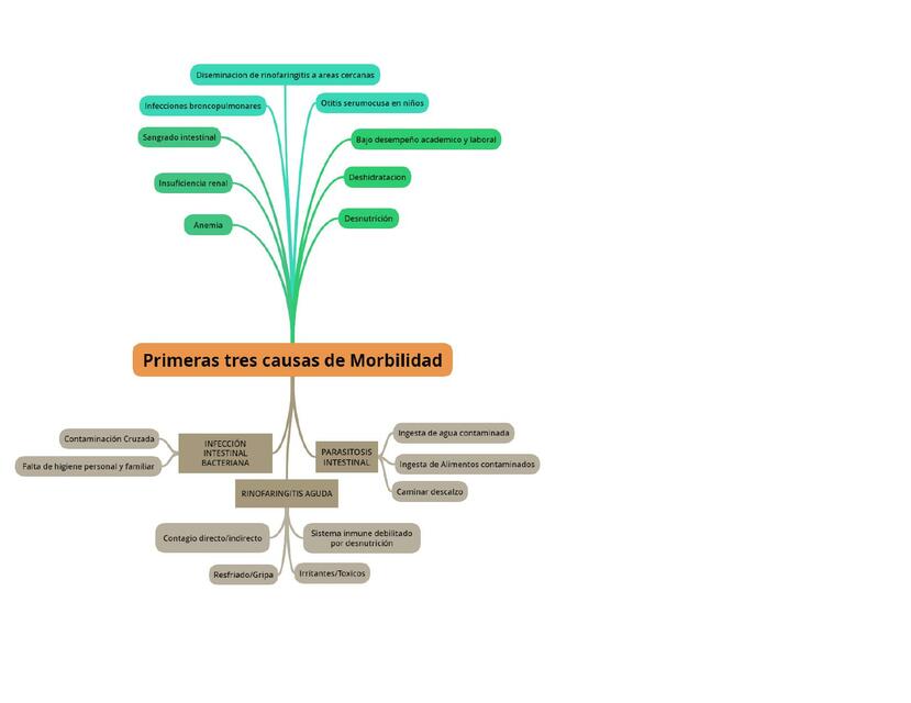 MORBILIDAD- Primeras tres causas