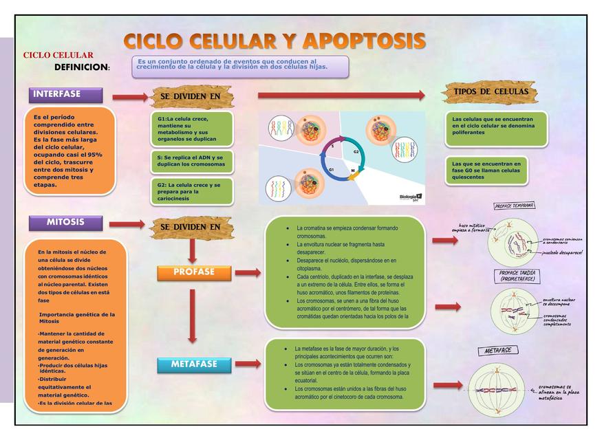 Ciclo celular y apoptosis