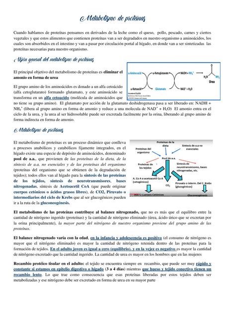 Metabolismo de proteínas 