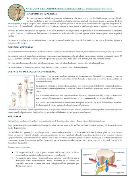 Anatomía de Superficie