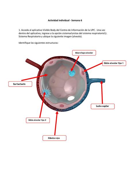 Caso Clínico Sistema Respiratorio