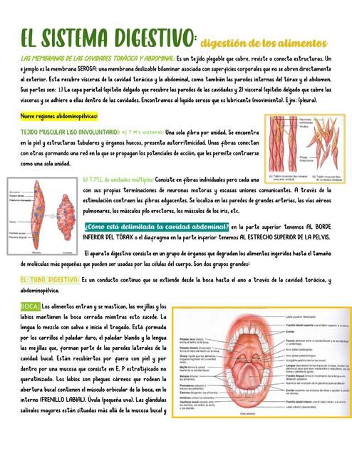 El Sistema Digestivo 