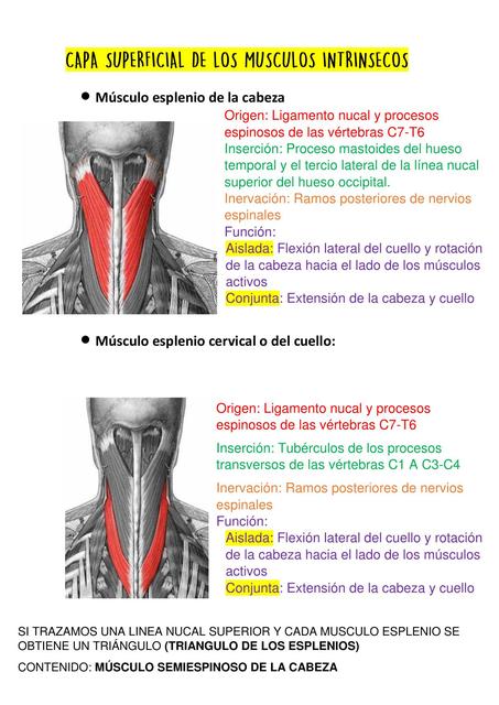  Anatomía del Dorso