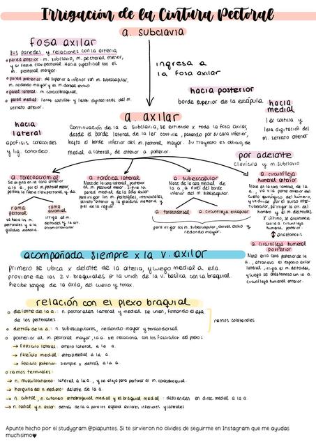 Irrigación de la Cintura Pectoral