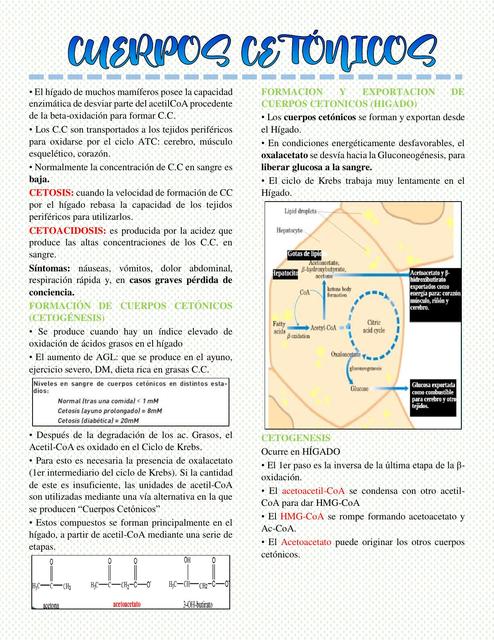 Cuerpos Cetónicos