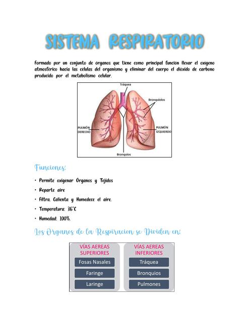 Sistema Respiratorio