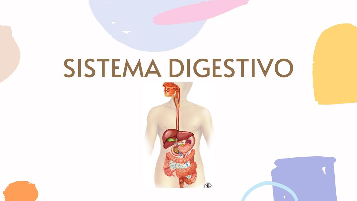 Sistema Digestivo