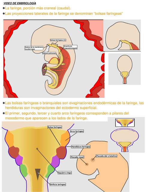 embriología del foramen ciego