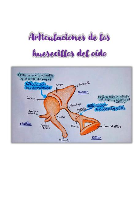 Articulaciones huesecillos del oído