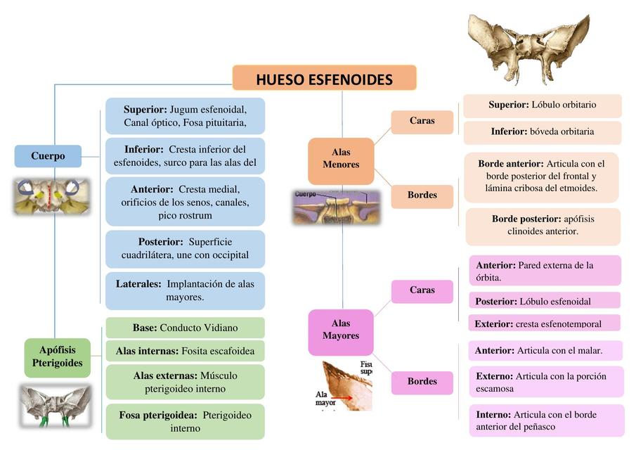 Cuadro de Esfenoides y etmoides