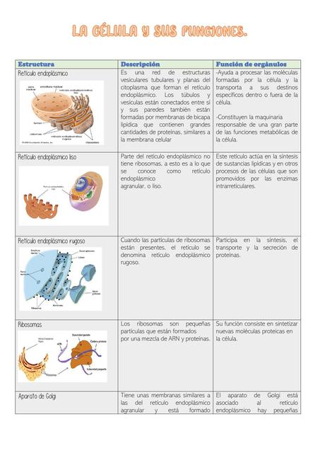 Estructura y función de los orgánelos de la célula