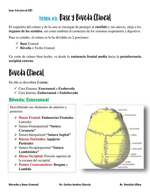 Base y Bóveda Craneal 