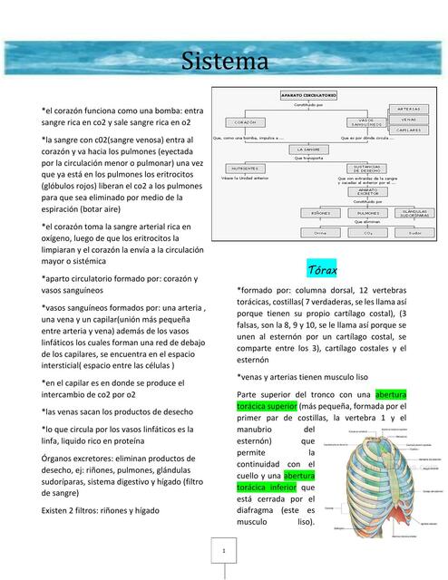 Sistema Cardiovascular