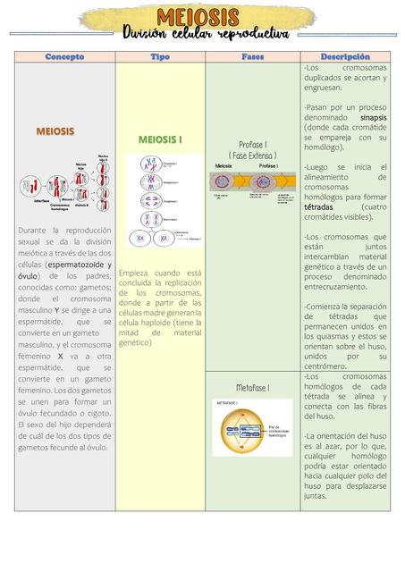 Fases de la meiosis