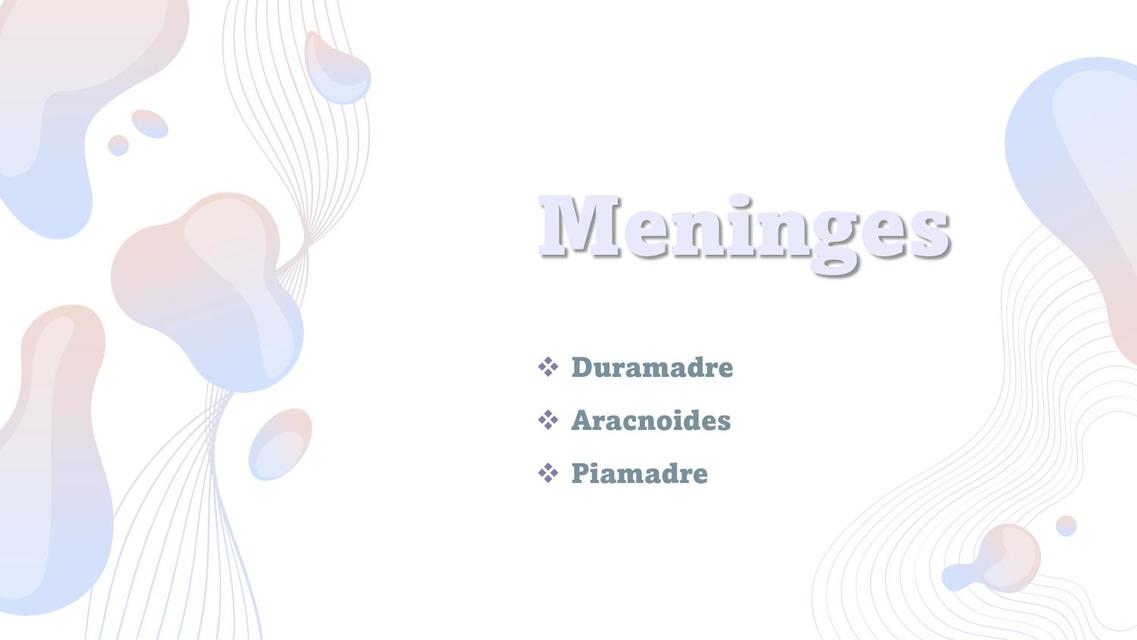 Meninges