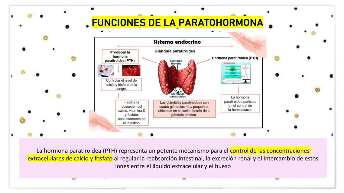 Apuntes del sistema endocrino