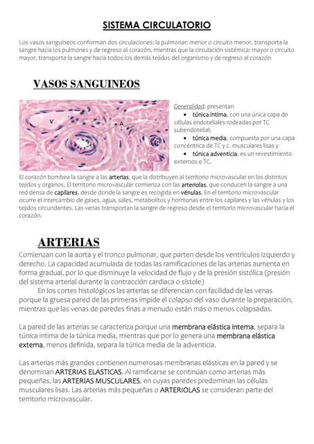 Sistema Circulatorio 